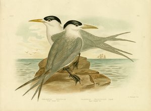 トレス海峡アジサシ、1891